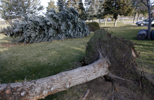 Francisco Kjolseth  |  The Salt Lake Tribune
Several large pines at Sunnyside Park were toppled on Thursday when high winds hammered the state.
